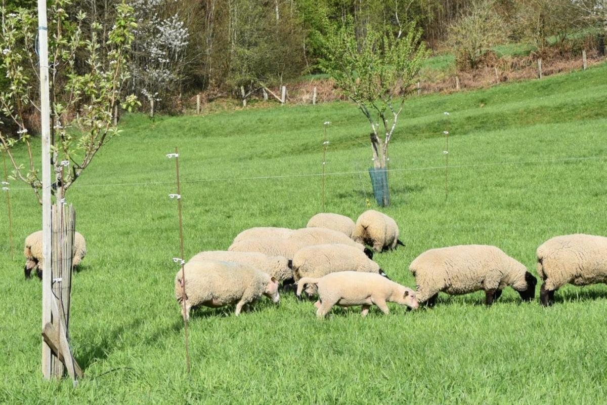 Deycimont Charmant Gite, Au Calme, Avec Vue Imprenable Sur La Nature Environnante מראה חיצוני תמונה